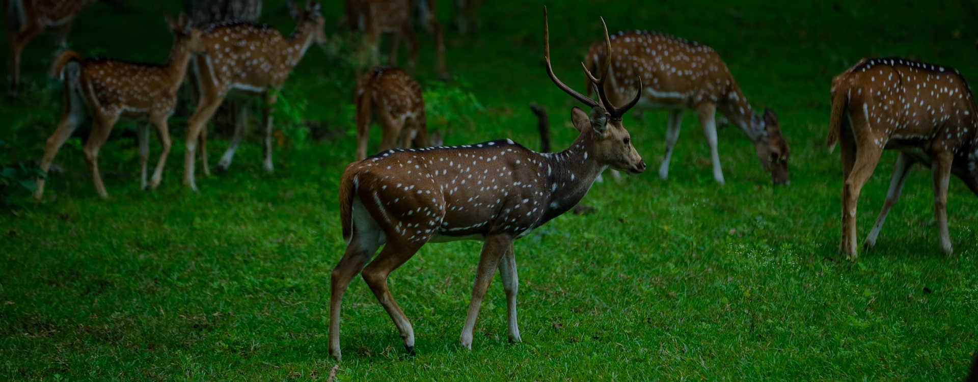 Deer's spotted in muthanga wildlife sancutary,wayanad