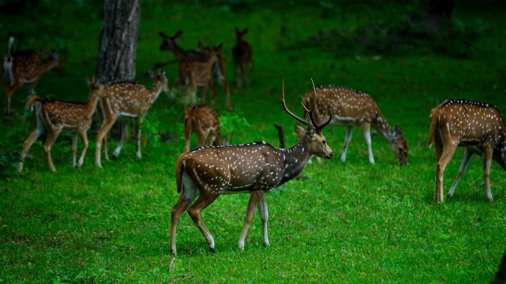 Deer's spotted in muthanga wildlife sancutary,wayanad