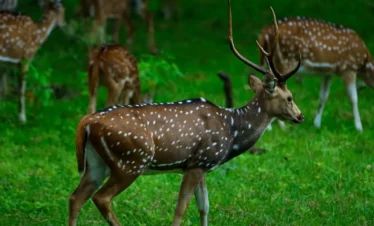 Spotted Deer in Wayanad Trip Package
