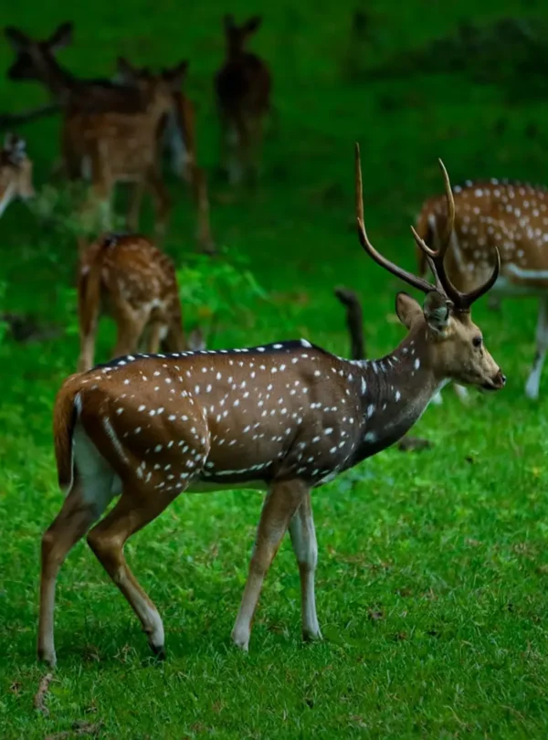 Spotted Deer in Wayanad Trip Package
